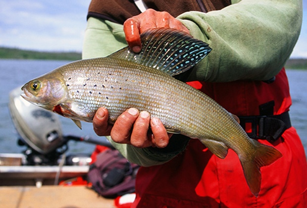 Arctic Grayling