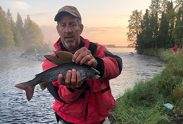 Arctic Grayling