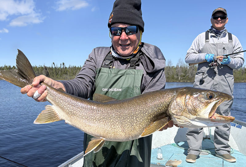 Lake Trout