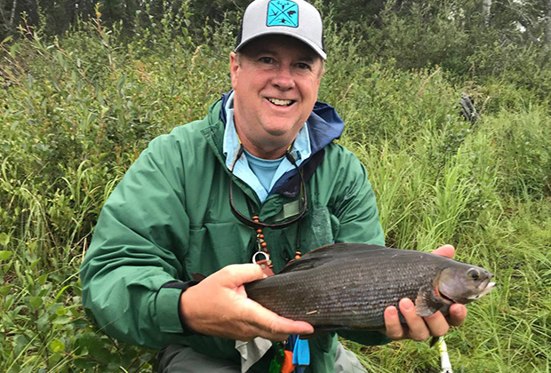 Arctic Grayling